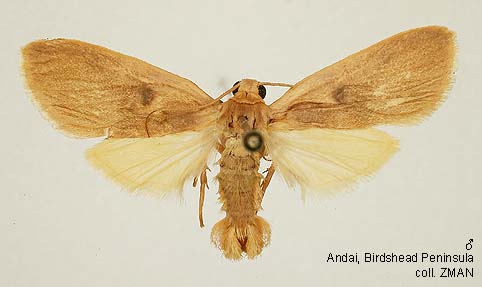 Pathteya Insect Papua Insects Foundation (Lepidoptera/Erebidae(Arctiinae)/Tylanthes ...